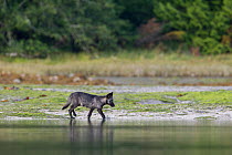 Coastal Grey wolf (Canis lupus) pup in the intertidal zone, Vancouver Island, British Columbia, Canada August