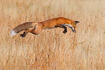 Red fox (Vulpes vulpes) successfully pounces on prey in Yellowstone National Park, Wyoming, USA, September