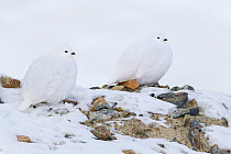 White-tailed ptarmigan (Lagopus leucura) two hunkered down, camouflaged in snow, Jasper National Park, Alberta, Canada, December