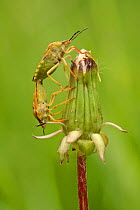 Shield bugs (Carpocoris sp.) mating on dandelion (Taraxacum officinale), Provence, France, May.