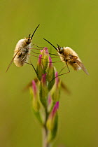 Bee-fly (Bombylius sp.) on Red Helleborine (Cephalanthera rubra) buds, Verdon Regional Natural Park, France, May.