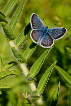 Reverdin's blue butterfly (Plebejus argyrognomon) on leaves (Astragalus alopecurus), Hautes-Alpes, France, June.