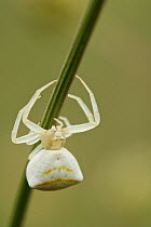Crab spider (Thomisus onustus) female moving on a twig, Provence, France, May.