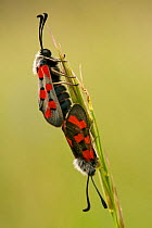 Burnet moth (Zigaena rhadamanthus) pair mating, Drome, France, May.