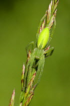 Green huntsman (Micrommata virescens), Durance river, France, May.