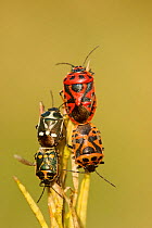 Mating pairs of Brassica shieldbug (Eurydema oleracea) and red cabbage bug (Eurydema ornatum) mating, Loire river, France, July.
