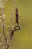 Praying mantis (Ameles decolor) female eating a male after mating,  Vaucluse, France, September