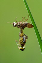 Darter dragonfly  (Sympetrum sp.) which died whilst hatching from pupal case, Fontainebleau forest, France, July.