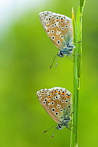 Two Adonis blue butterflies (Polyommatus bellargus), La Brenne Regional Natural Park, France, May.