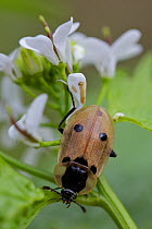 Beetle (Xylodrepa quadripunctata), Essonne, Senart forest, France, April.