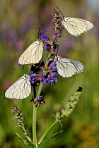 Black-veined white butterflies, (Aporia crataegi) on Sage flowers (Salvia pratensis), Haut-Languedoc Regional Natural Park, France, May.