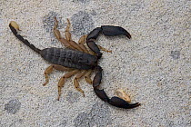 Scorpion (Opisthacanthus madagascariensis), Isalo National Park, Madagascar, December.