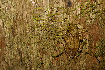 Moss-lichen mimic arboreal frog (Spinomantis fimbriatus) Andasibe-Mantadia National Park, Madagascar, November.