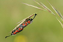 Moth (Zigaena rhadamanthus) mating on a grasses,  Grands Causses Regional Natural Park, France, May.