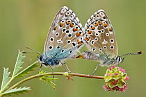 Adonis blue butterflies (Polyommatus bellargus) pair mating on Salad burnet (Sanguisorba minor), Provence, France, May.