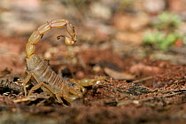 European buthus scorpion (Buthus occitanus), Plaine des Maures National Natural Reserve, France, April.
