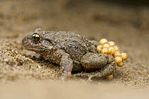 Midwife toad male (Alytes obstetricans) carrying his eggs,  Pyrenees Ariegeoises Regional Natural Park, Ariege, France, March.