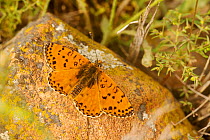 Spotted fritillary butterfly (Melitaea didyma), Coussouls de Crau National Natural Reserve, Bouches du Rhone, France, May.