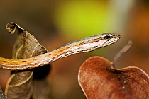 Colubrid snake (Mimophis mahfalensis) Ankarafantsika National Park, Madagascar, December.