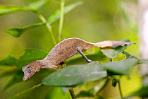 Spearpoint leaf-tail gecko (Uroplatus ebenaui) Andasibe-Mantadia National Park, Madagascar, November.