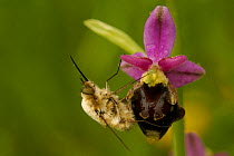 Bee-fly (Bombylius fimbriatus) on Bee orchid (Ophrys demangei), Drome, France, May.