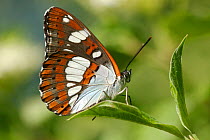 Southern white admiral butterfly (Limenitis reducta) on leaves, Durance river, France, May.