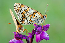 Knapweed fritillary butterflies (Melitaea phoebe) on Green winged orchid (Anacamptis morio),  Grands Causses Regional Natural Park, France, May.