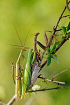 Three European praying mantis (Mantis religiosa) mating, Vaucluse, France, September.