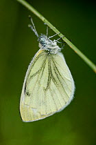 Green-veined white butterfly (Pieris napi), Vosges Balloons Regional Park, France, August.