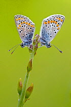 Two brown argus butterflies (Aricia agestis), Baronnies Provencales Regional Natural Park, France, May.