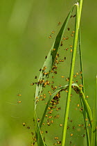 Orb web spider (Argiope bruennichi) spiderlings Grands Causses Regional Natural Park, France, May.