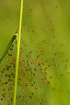 Orb web spider (Argiope bruennichi) spiderlings,  Grands Causses Regional Natural Park, France, May.