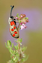 Burnet moth (Zygaena rhadamanthus) on Wild thyme (Thymus serpyllum), Prealpes d'Azur Regional Natural Park, France, May.