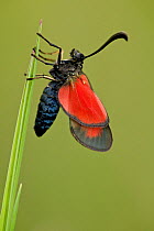 Burnet moth (Zygaena sp.), Prealpes d'Azur Regional Natural Park, France, May.