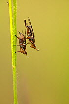 Picture-winged fly (Platystoma sp.) mating, Prealpes d'Azur Regional Natural Park, France, May.