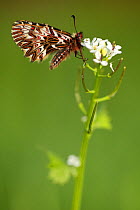 Southern festoon butterfly (Zerynthia polyxena), Var, France, April.