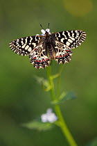 Southern festoon butterfly (Zerynthia polyxena), Var, France, April.