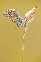 Adonis blue butterfly (Lysandra bellargus), Baronnies Provencales Regional Natural Park, France, September.