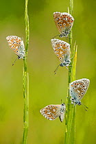 Five Adonis blue butterflies (Polyommatus bellargus), La Brenne Regional Natural Park, France, May.
