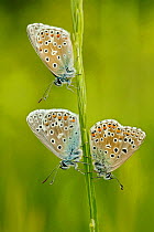 Three Adonis blue butterflies (Polyommatus bellargus), La Brenne Regional Natural Park, France, May.