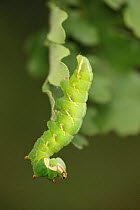 Great prominent moth caterpillar (Peridea anceps), Verdon Regional Natural Park, France, June.