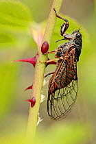 New Forest cicada (Cicadetta montana) laying eggs on Dog-rose (Rosa cania), Vaucluse, France, June.