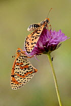 Spotted fritillary butterflies (Melitaea didyma) male approaching female, Luberon Regional Natural Park, France, June.