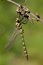 Golden-ringed dragonfly (Cordulegaster boltonii) adult just emerged from nymph, Herault, France, May.
