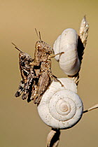 Short horned grasshopper (Pezotettix giornae) pair mating on aestivating snail, Bouches-du-Rhne, France, September.