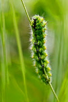 Emperor moth caterpillar (Pavonia pavonia), Vosges Balloons Regional Park, France, July.