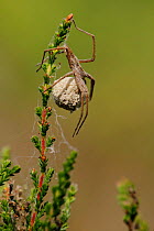 Nursery web spider (Pisaura mirabilis) female with egg cocoon, Fontainebleau forest, France, July.
