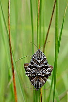 Mother Shipton moth (Euclidia mi) mating, Prealpes d'Azur Regional Natural Park, France, June.