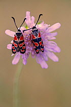 Burnet moth (Zygaena carniolica), Ecrins National Park, France, July.