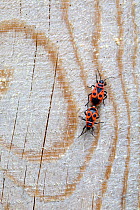 Pair of Firebugs (Pyrrhocoris apterus) mating, Isere, France, April.